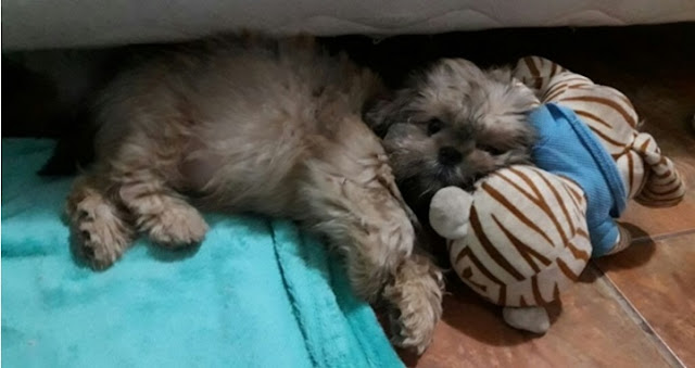 Com hidrocefalia, Shih-Tzu responde a tratamento e completa 4 meses
