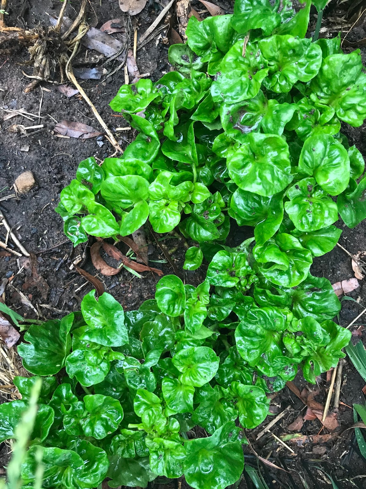 Healthy Farming Healthy Food Spinach Varieties
