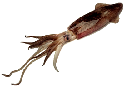 squid facts
