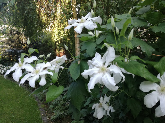 clematis John Huxtable powojnik John Huxtable