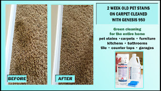 remove carpet pet stains