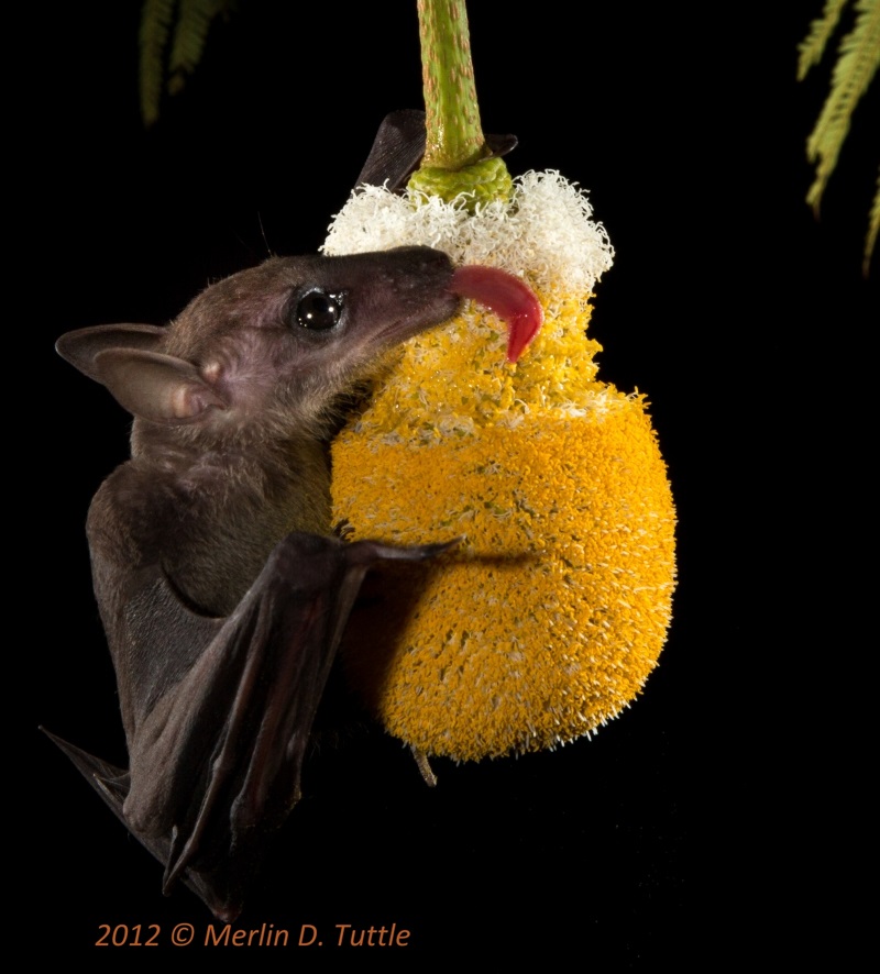 eonycteris spelaea