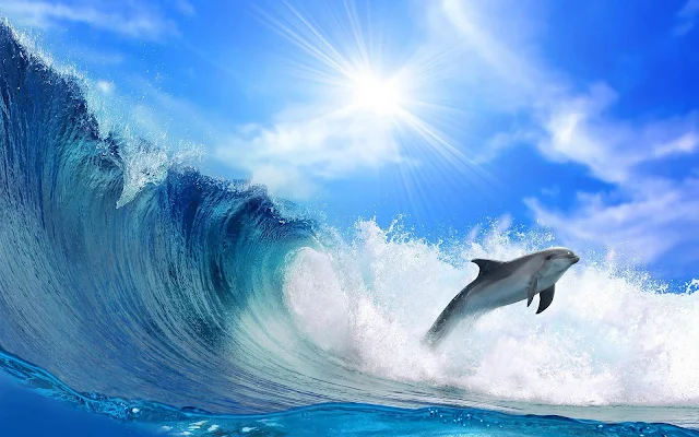 Foto springende dolfijn en hoge golf