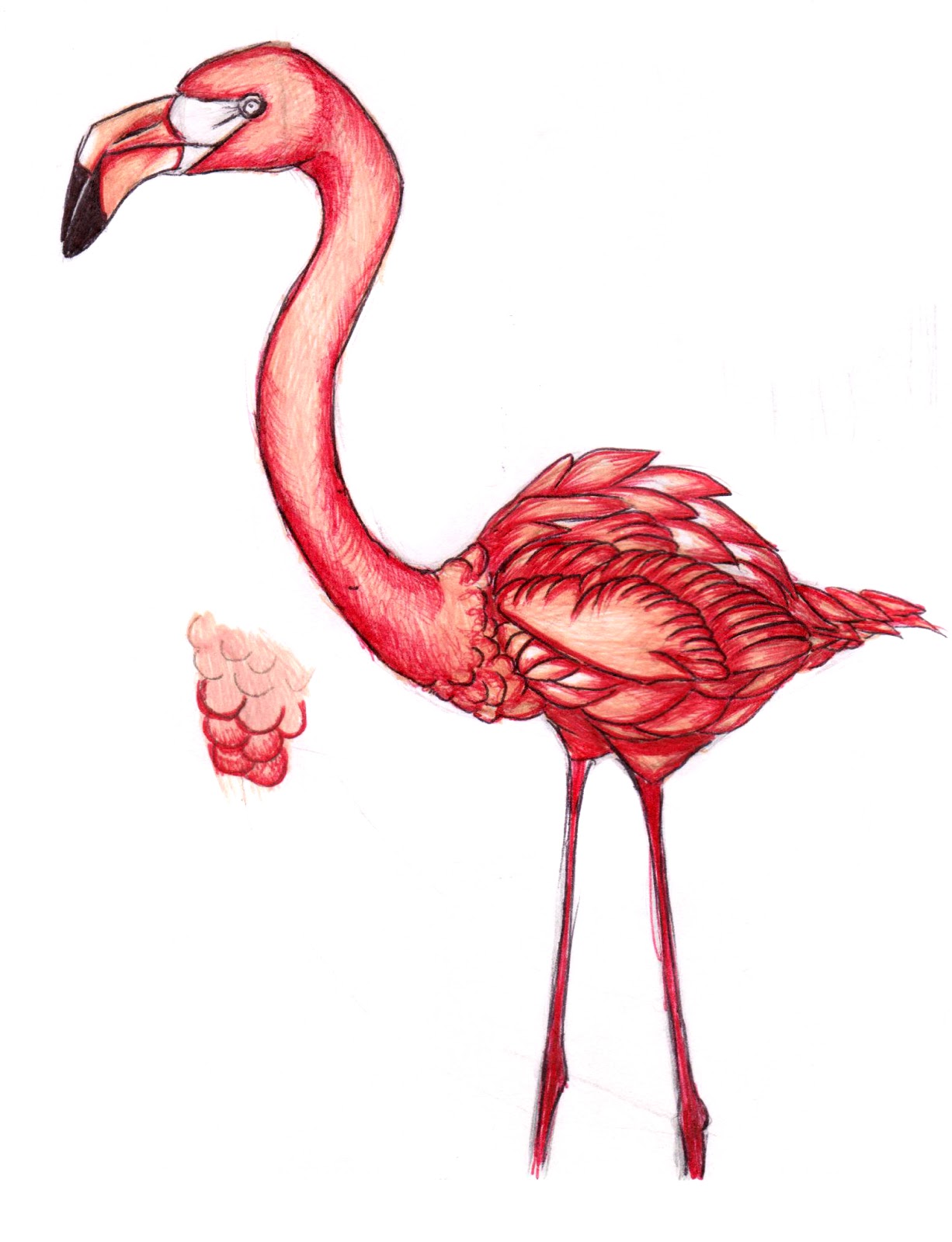 Фламинго легко. Фламинго карандашом. Фламинго рисунок для срисовки. Фламинго рисунок для срисовки карандашом. Нарисовать Фламинго карандашом.