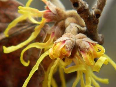 Hamamelis x intermedia "Arnold Promise" witch hazel flowers unfurling with orange red underside of petals by garden muses: a Toronto gardening blog