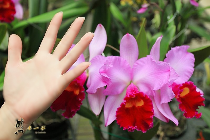 蘭科植物園蘭花溫室