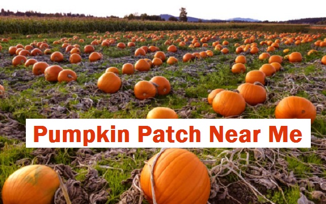 Pumpkin Patch Near Me Pumpkin Patch Near Me