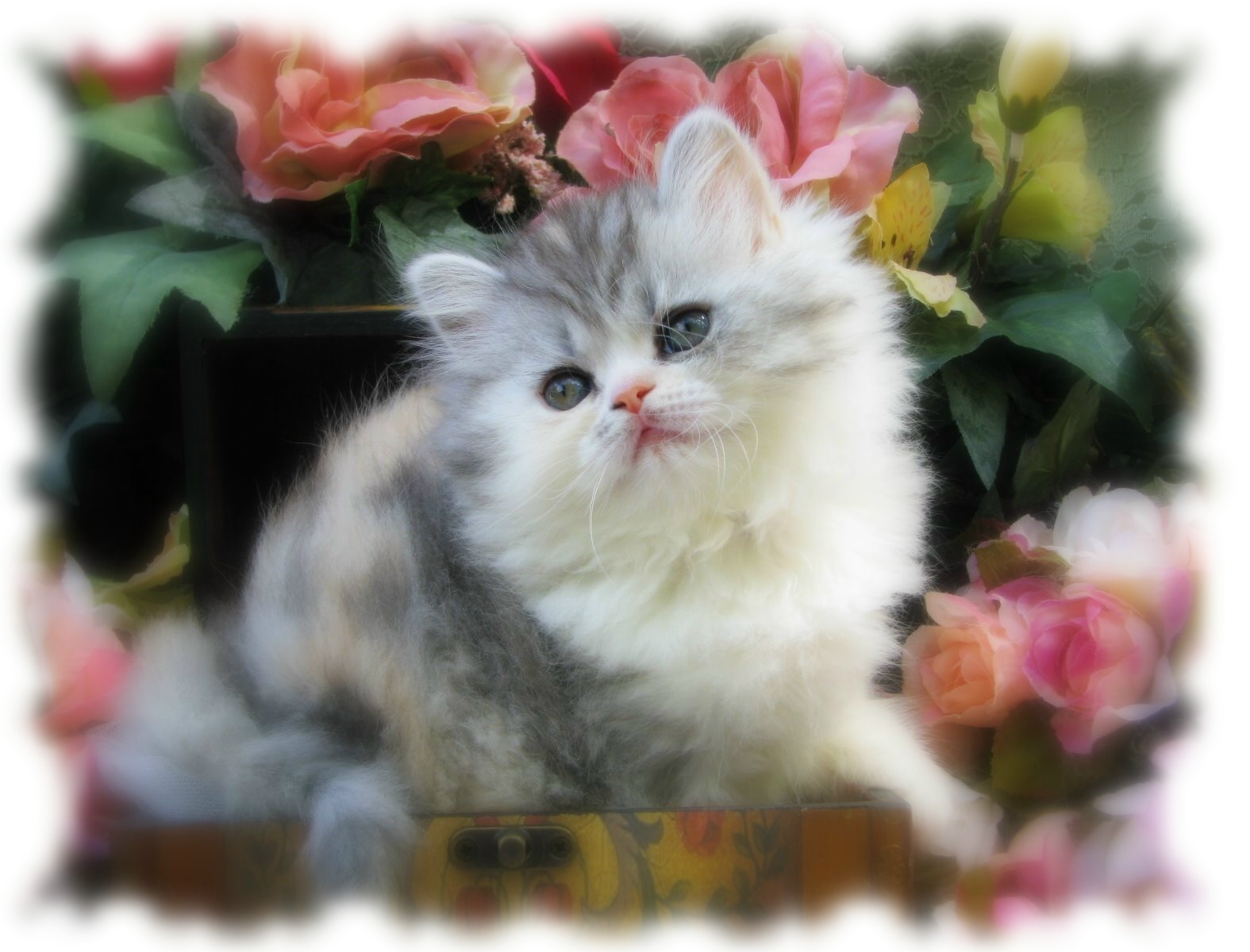 Кошечки живые. Красивые котята. Очаровательные котята. Пушистые котята. Котик с цветами.