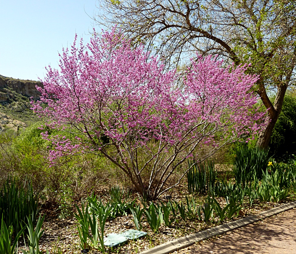 Xtremehorticulture of the Desert Can't Find Western Redbud