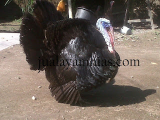 Kalkun Bronze Dewasa Jantan