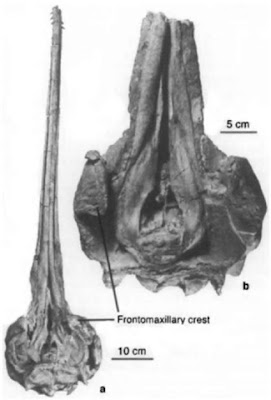 Pomatodelphis skull