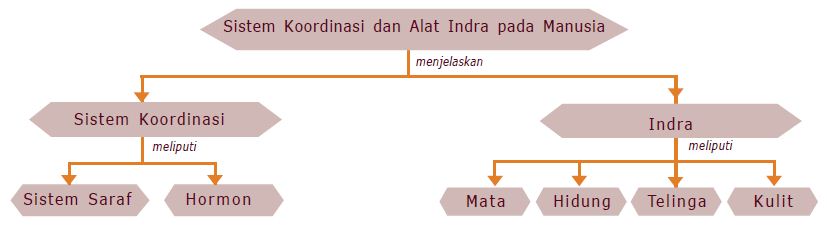 Sistem Koordinasi Pada Manusia