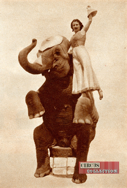 Mango, éléphant engagé pour la saison 1936 du Cirque Knie