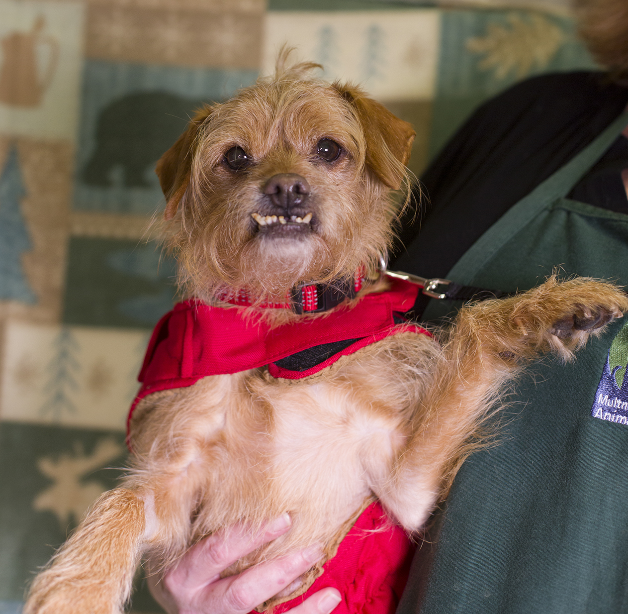 Shelter Dogs of Portland "BUSTER" Special Needs Terrier mix