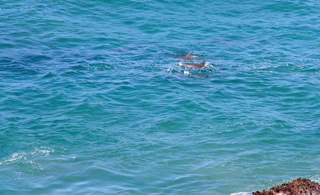 dolphins in port macquarie