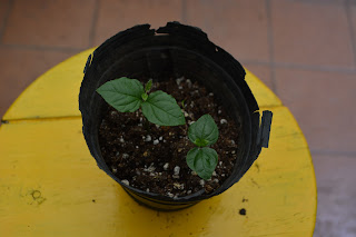 Guabiroba. Campomanesia pubescens.
