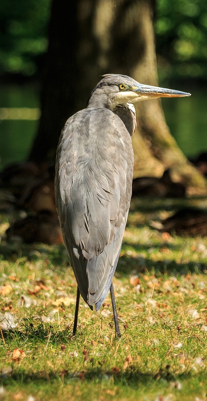 Picture of a grey heron bird.