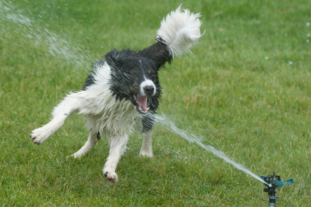 32 Dogs play in sprinklers (32 pics) Amazing Creatures