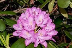 Scientific Classification