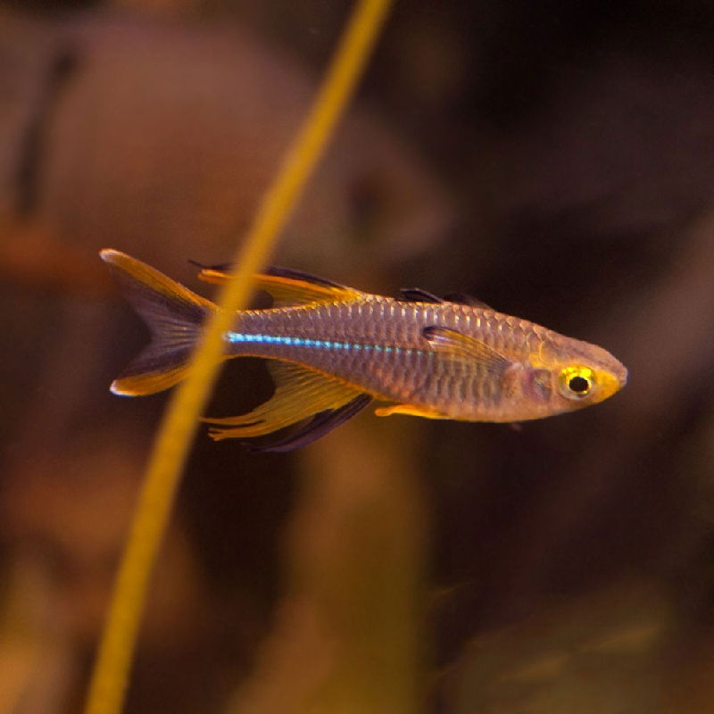 Budidaya Ikan Rainbow Sulawesi (Celebes Rainbowfish, Celebes Sailfish) Budidaya Ikan Rainbow Sulawesi (Celebes Rainbowfish, Celebes Sailfish)