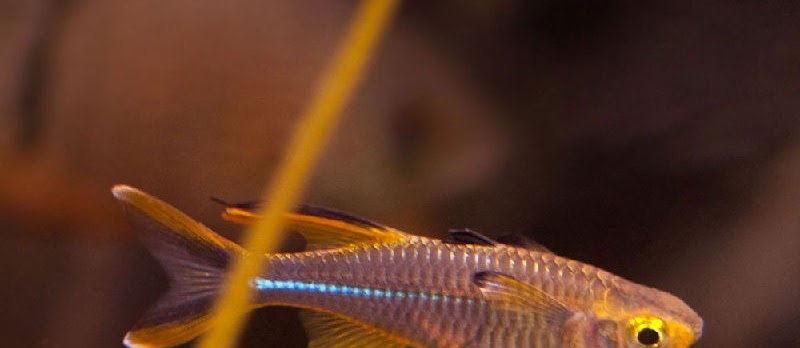 Budidaya Ikan Rainbow Sulawesi (Celebes Rainbowfish, Celebes Sailfish)