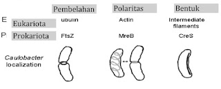 protein sitoskeleton