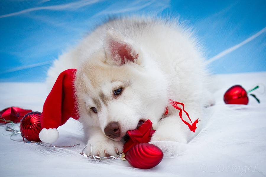 siberian_christmas_husky_by_deingel_dog_stock-d4kpjtz