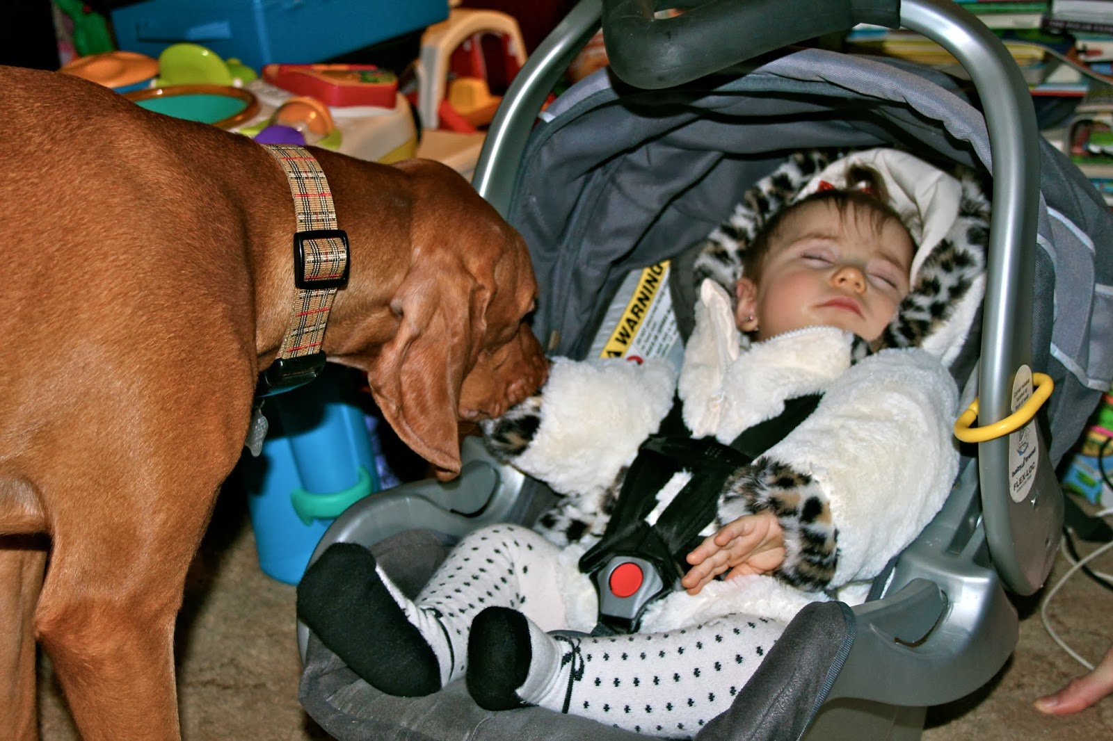 Froggied Princess Our life with a WheatonPavlik Harness Help Us Find