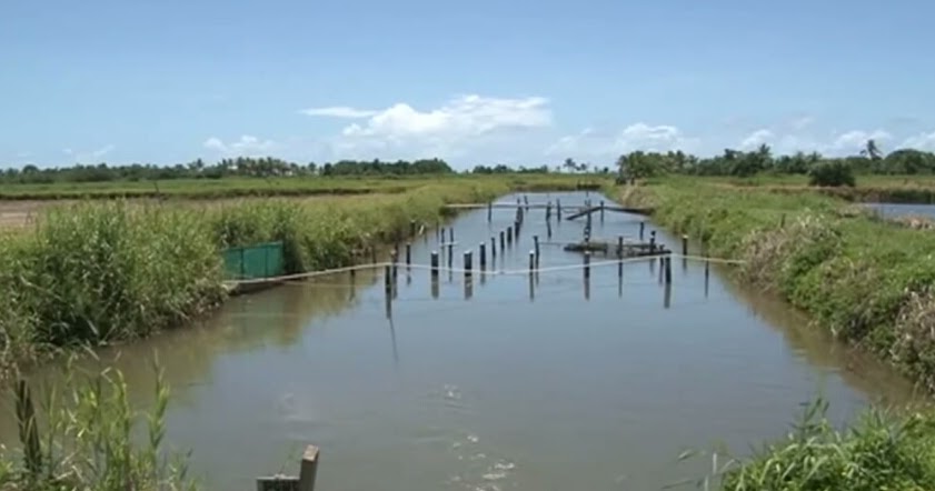 cara budidaya udang sungai 