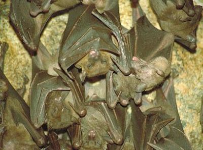 Hanging Bats Goa Lawah