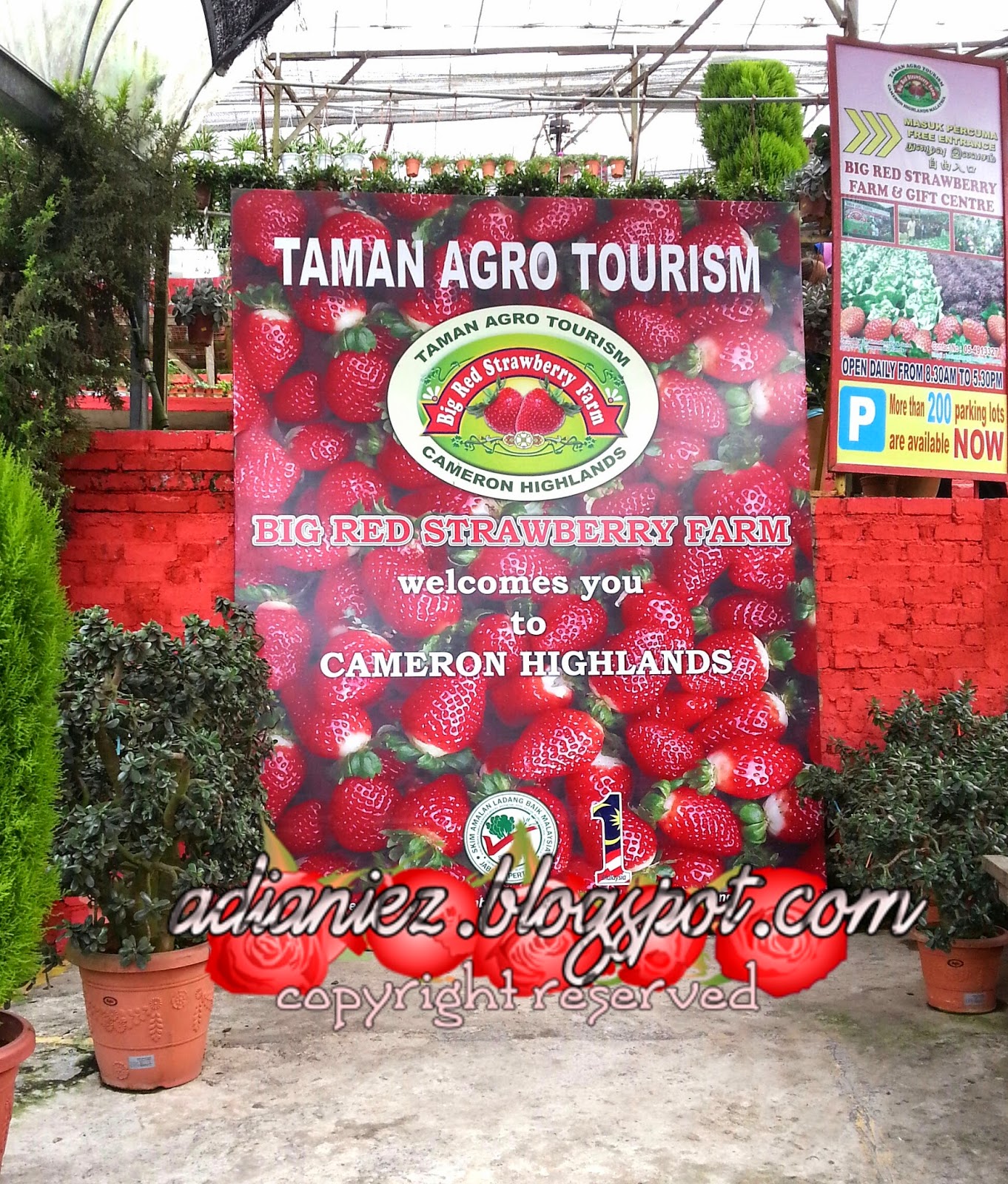 CACTUS VALLEY & BIG RED STRAWBERRY FARM ~ MARI KITA GI PETIK STRAWBERRY ANAK-ANAK IBU