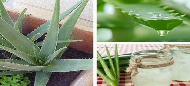Conoce El Por Qué Es Importante Que Tengas Una Mata De Aloe Vera En Tu Casa Conoce El Por Qué Es Importante Que Tengas Una Mata De Aloe Vera En Tu Casa