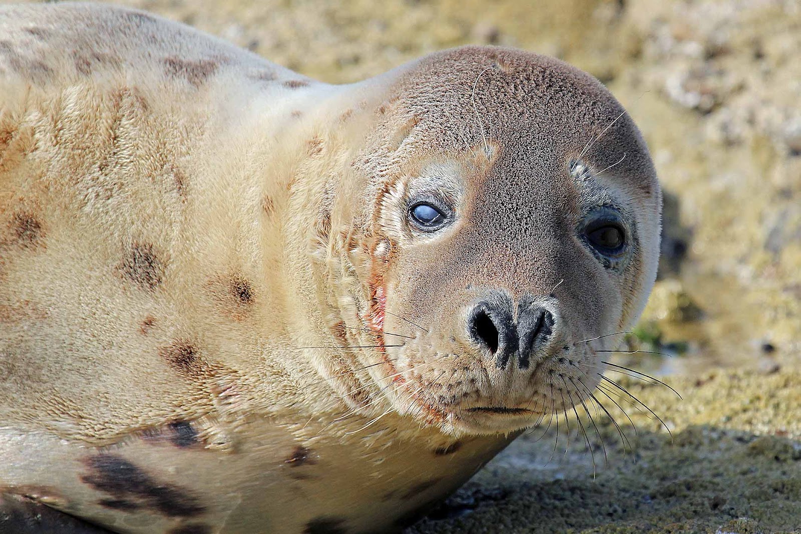 wildlife-and-landscapes-grey-seals