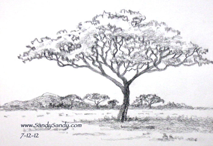 acacia tree coloring pages - photo #20