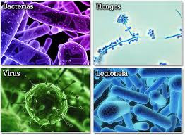 Virus, bacterias y hongos