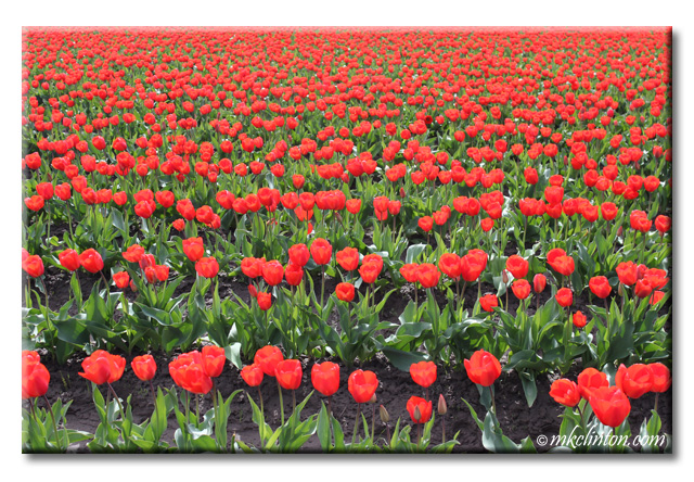 Field of red tulips 