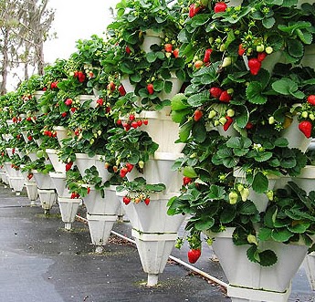 TIPS MENATA TANAMAN HIAS DI RAK BERTINGKAT | Tips Petani