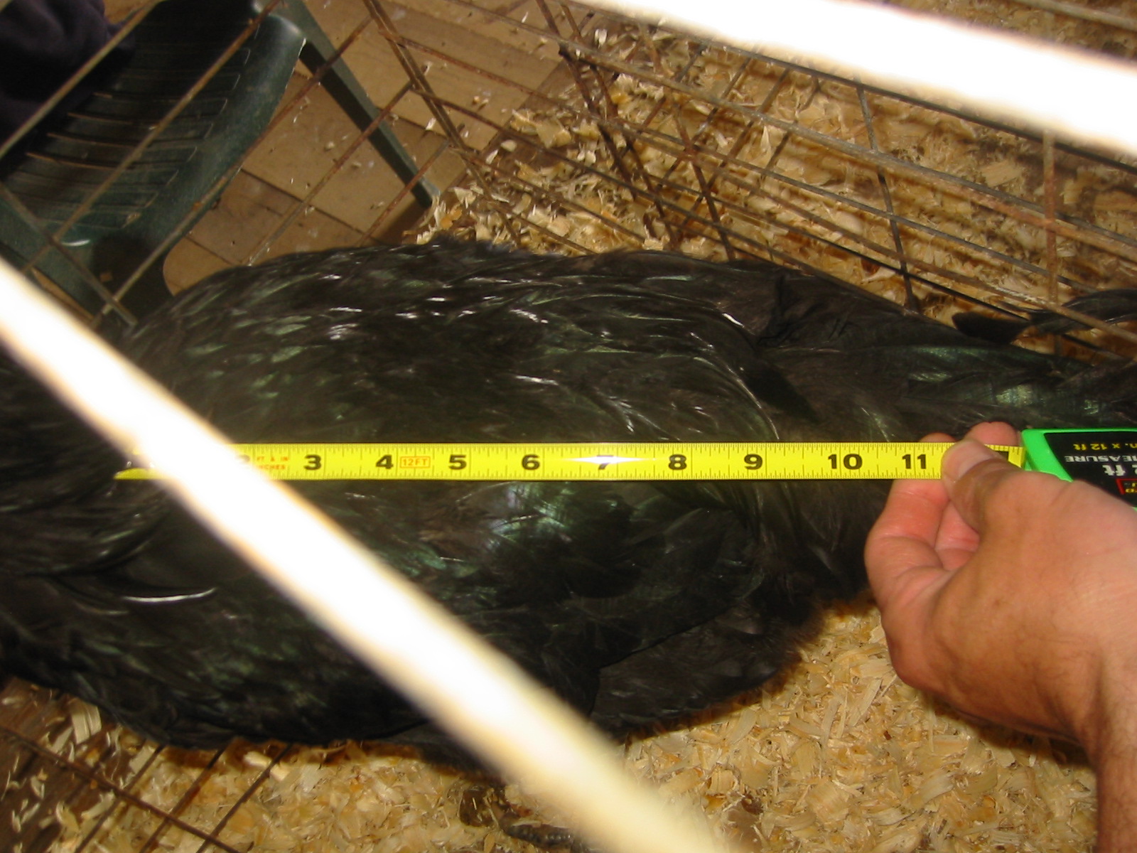 Java breeders: Black Javas