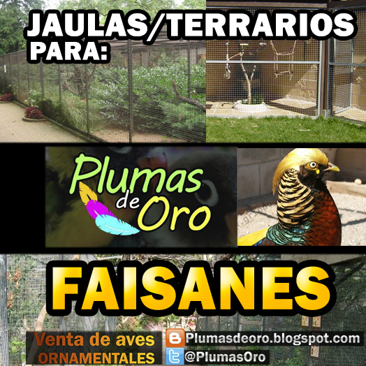 AVES ORNAMENTALES EN PERÚ