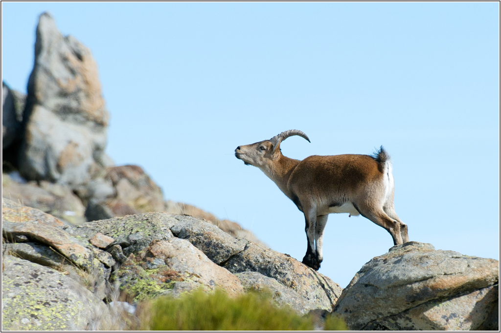 TOM DYRING WILDPHOTO / NN: IBERISK STEINBUKK / IBERIAN IBEX