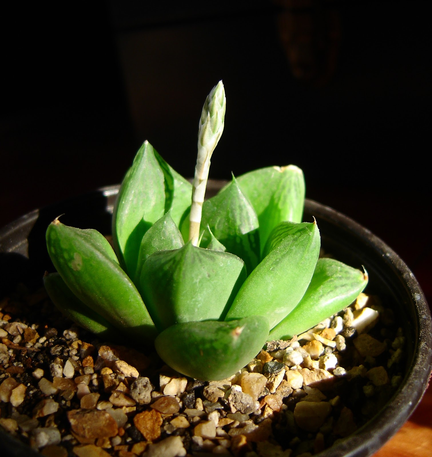 Mis suculentas Haworthia cymbiformis