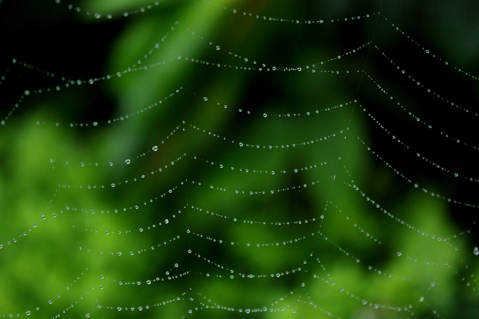 How to photograph a spider's web - Discover Wildlife