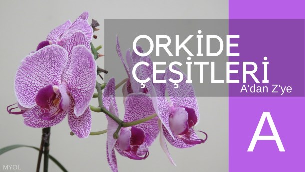 Orkide Çeşitleri A Harfi Orkide Çeşitleri A Harfi