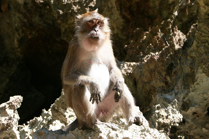 Crab Eating macaque The Life of Animals