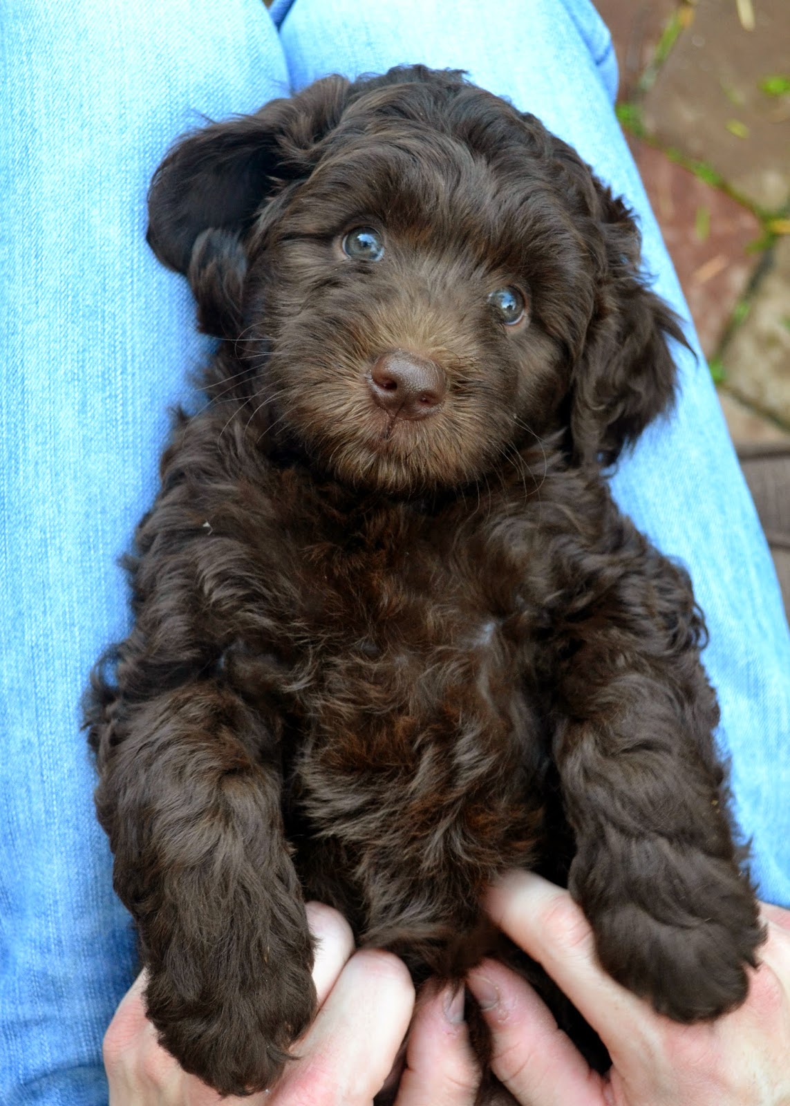 Golden Gate Labradoodles Authentic Australian Labradoodles Chocolate