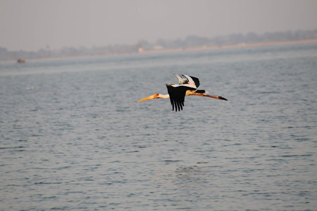 Bird watching, Bhigwan, Flamingo, Storks, Herons, Bird Sanctuary, Bhigwan Bird Sanctuar Bird watching, Bhigwan, Flamingo, Storks, Herons, Bird Sanctuary, Bhigwan Bird Sanctuar