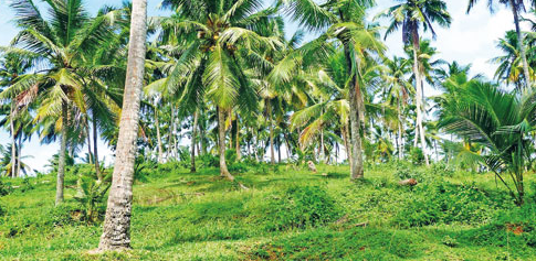 Coconut like srilanka and India Coconut like srilanka and India