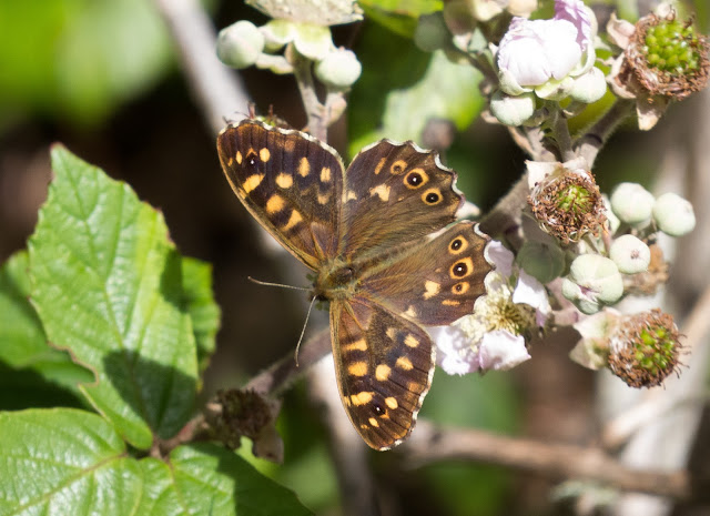 Speckled Wood - Scilly