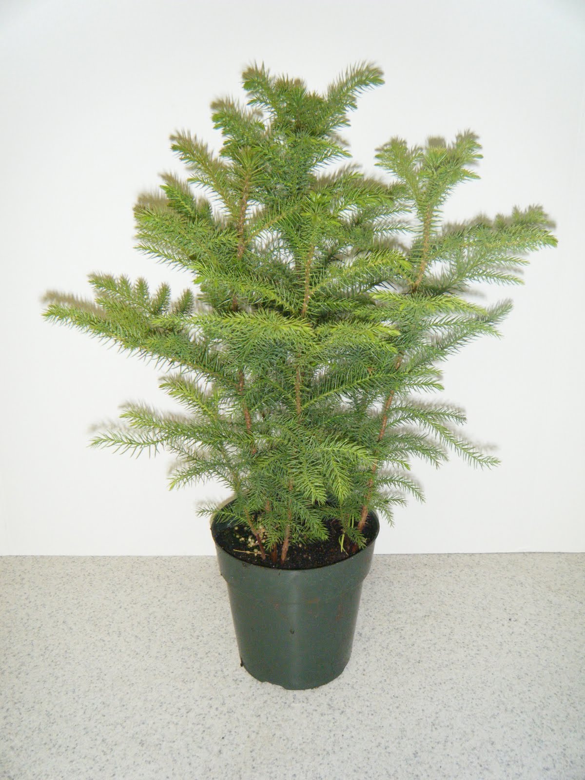 Norfolk Island Pine Toxic