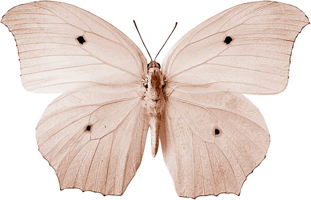 Mariposas - Butterflies